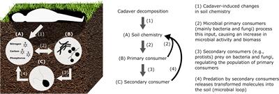 Cadaver imprint on soil chemistry and microbes - Knowns, unknowns, and perspectives